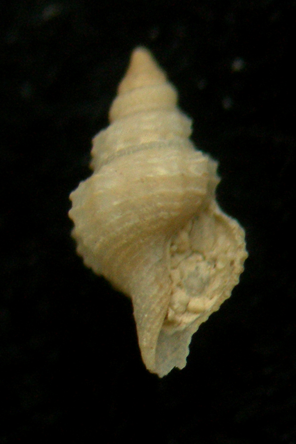 pleurotomella demosia?